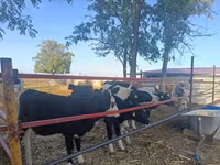 Ko, Russian Black pied cattle — foto 5