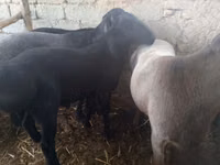 Ram, Rhon sheep — photo 3