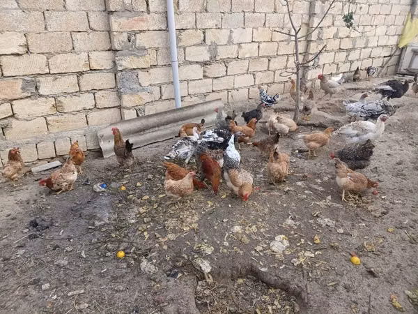 Chickens
