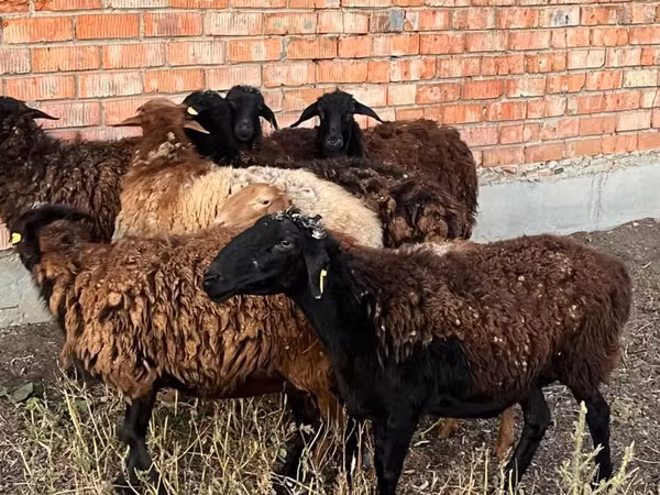 Ram, Sheep — Kazakhstan