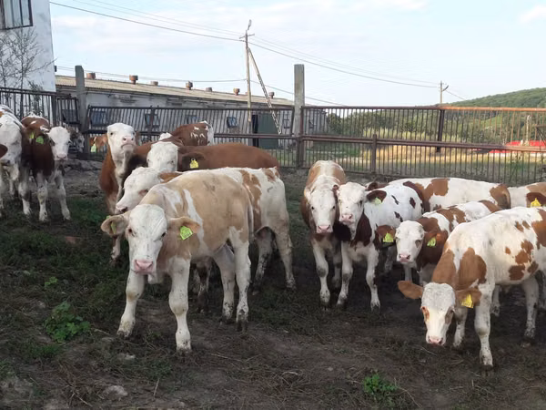 Tyre, Simmental cattle