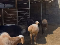 Kambing jantan, Sheep — foto 5