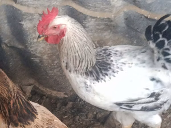 Chickens — Azerbaijan