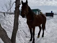 Ngựa đực, Horse breed — ảnh 2