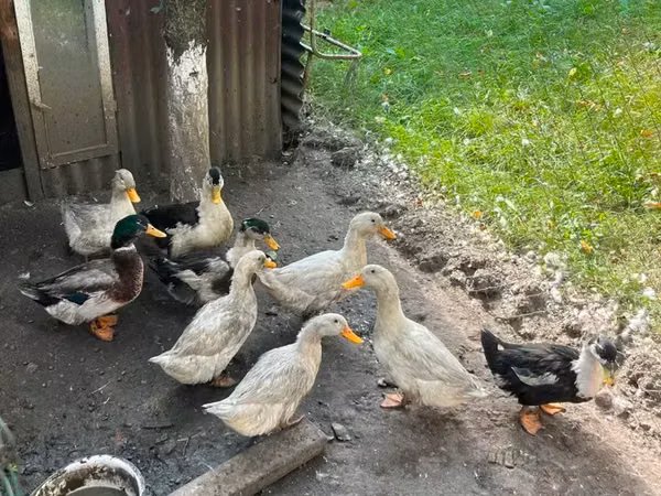 American Pekin — Armenia