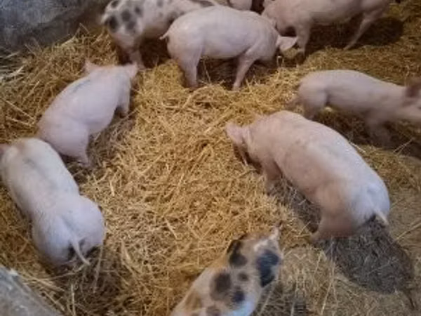 Babi (lot, jantina tidak dinyatakan), Pigs