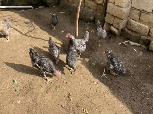 Chickens — جمهوری آذربایجان