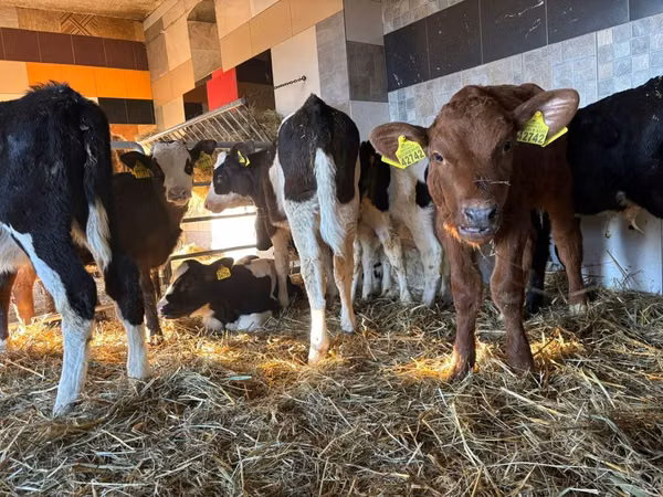 Bovini (lotto, sesso non specificato), Simmental cattle