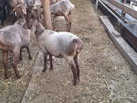 Sheep, Arashan sheep — photo 1