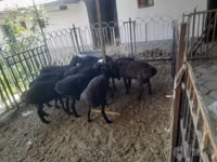 Ram, Sheep — photo 2