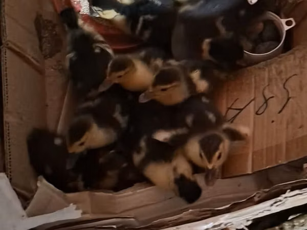 Ducks — Azerbaigian