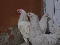 Chickens — լուսանկար 3