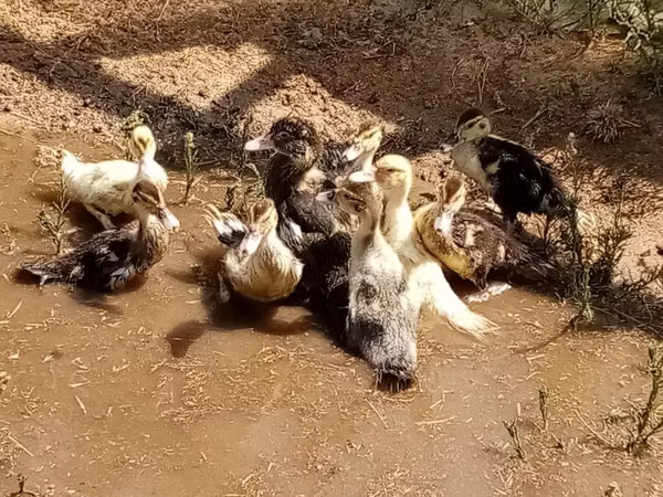 Ducks — Азербайджан