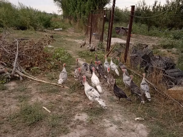 Turkeys — Kirgistaan