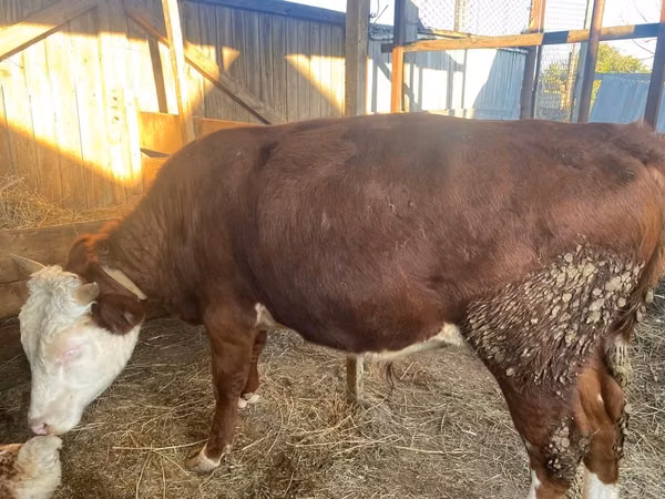 Bull, Simmental cattle — Kazakhstan
