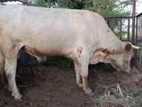 Bull, Simmental cattle — photo 2