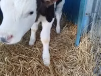 Bull, Holstein breed — photo 1