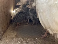 Turkeys — ছবি 5