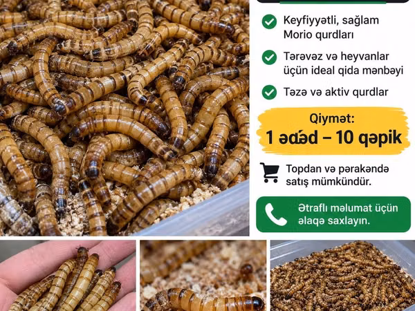 Morio qurdları satılır - Keyfiyyətli, sağlam və aktiv morio qurdları