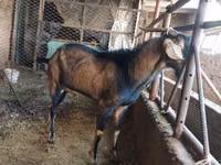 Ri’ lab, Goats — sawirka 1