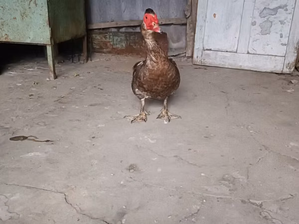Domestic Muscovy — Kirgistaan