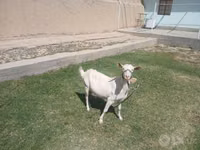 Goat, Saanen goat — photo 4