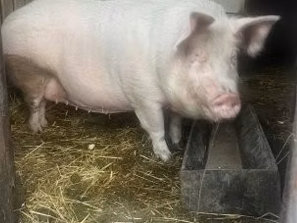 Sow,  — Hungary