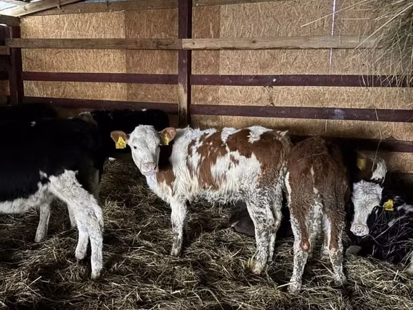 Cow, Simmental cattle — Poland