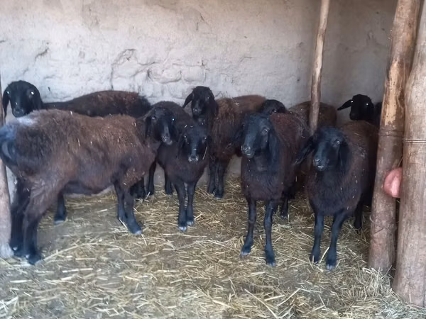 Sheep, Sheep — Uzbekistan