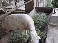 میش, گوسفند — عکس 2