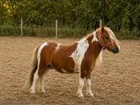 اسب نر, اسب — عکس 2