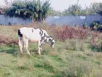 Kuh, Holstein-Rasse — Foto 3