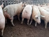 Babi (lot, jantina tidak dinyatakan), Pigs — foto 2