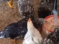 Chickens — عکس 3