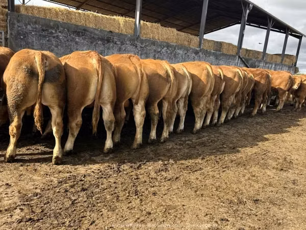 Bull, Limousin cow — United Kingdom