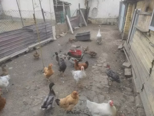 Ducks