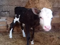 Krava, Russian Black pied cattle — fotografija 1