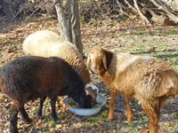 Sheep (batch, sex not specified), Sheep — photo 3