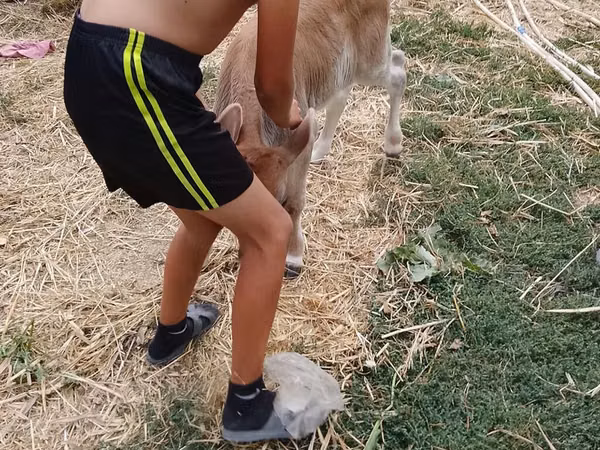 Bull, Cattle — Kyrgyzstan