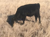Bull, Swiss cattle — photo 4