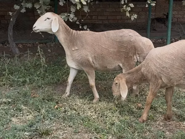 Sheep, Arashan sheep
