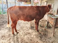 황소, Simmental cattle — 사진 2