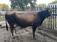 Vache, Latvian Blue cattle — photo 3