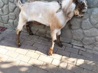 Billy Goat, Goats — photo 1