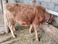 Cow, Cattle — photo 2