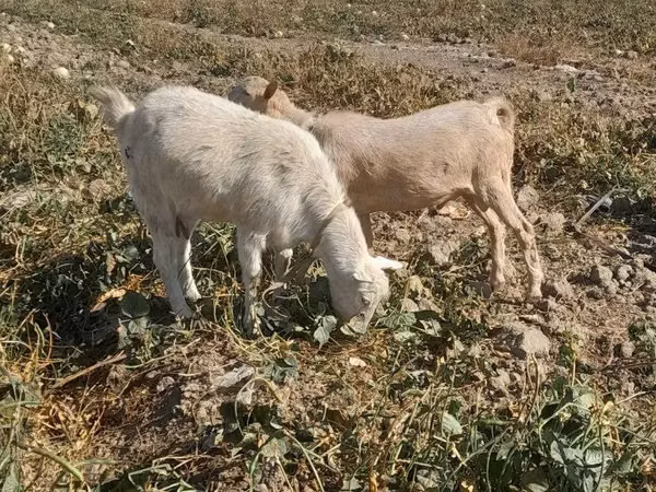 ፍየል, Saanen goat