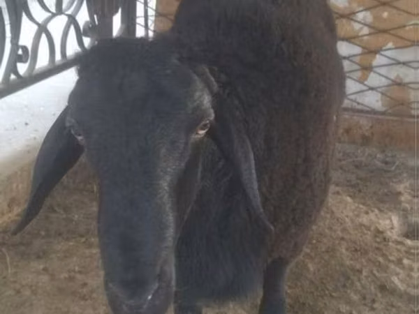 Ram, Sheep — Uzbekistan