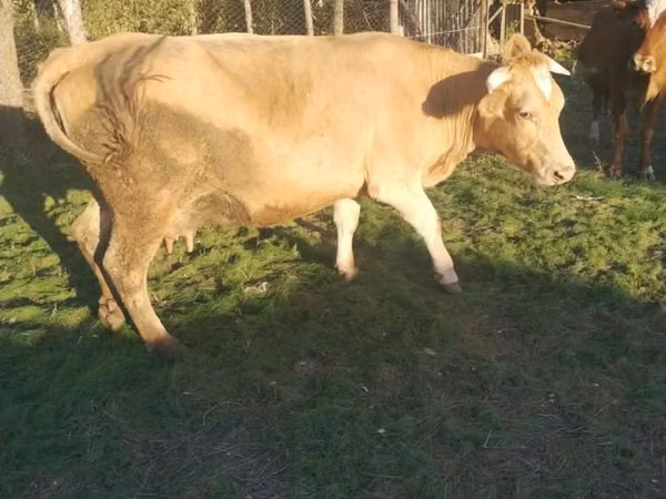 Cow, Swiss cattle — Kazakhstan