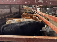 Toro, Swiss cattle — foto 2