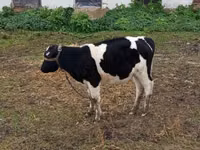 Гов, Russian Black pied cattle — акс 1